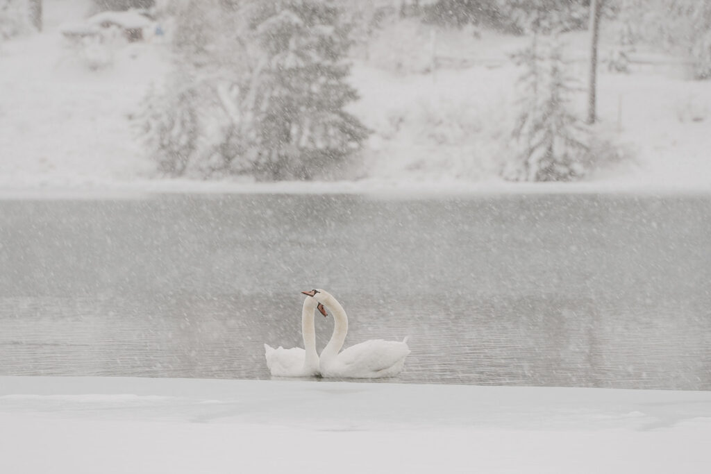 Two swans swimming in snowy lake.