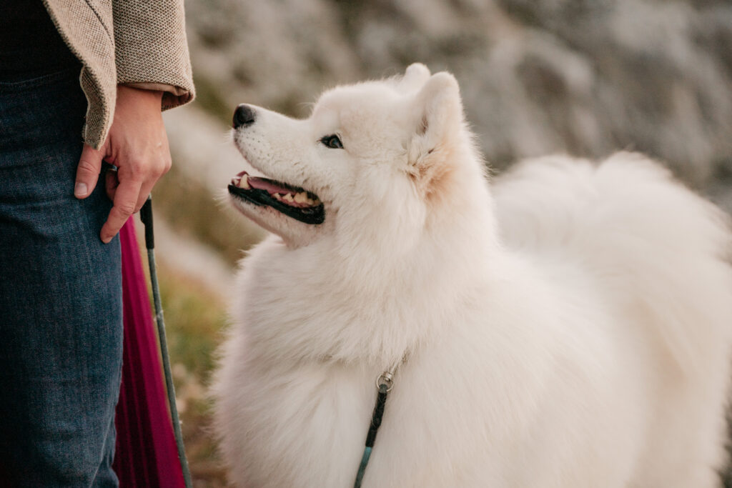 Fluffy white dog on leash outdoors