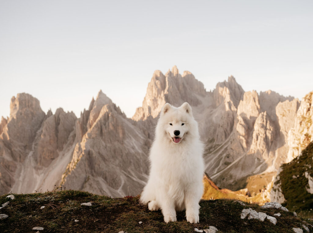 Samoyed dog sitting in front of mountains.