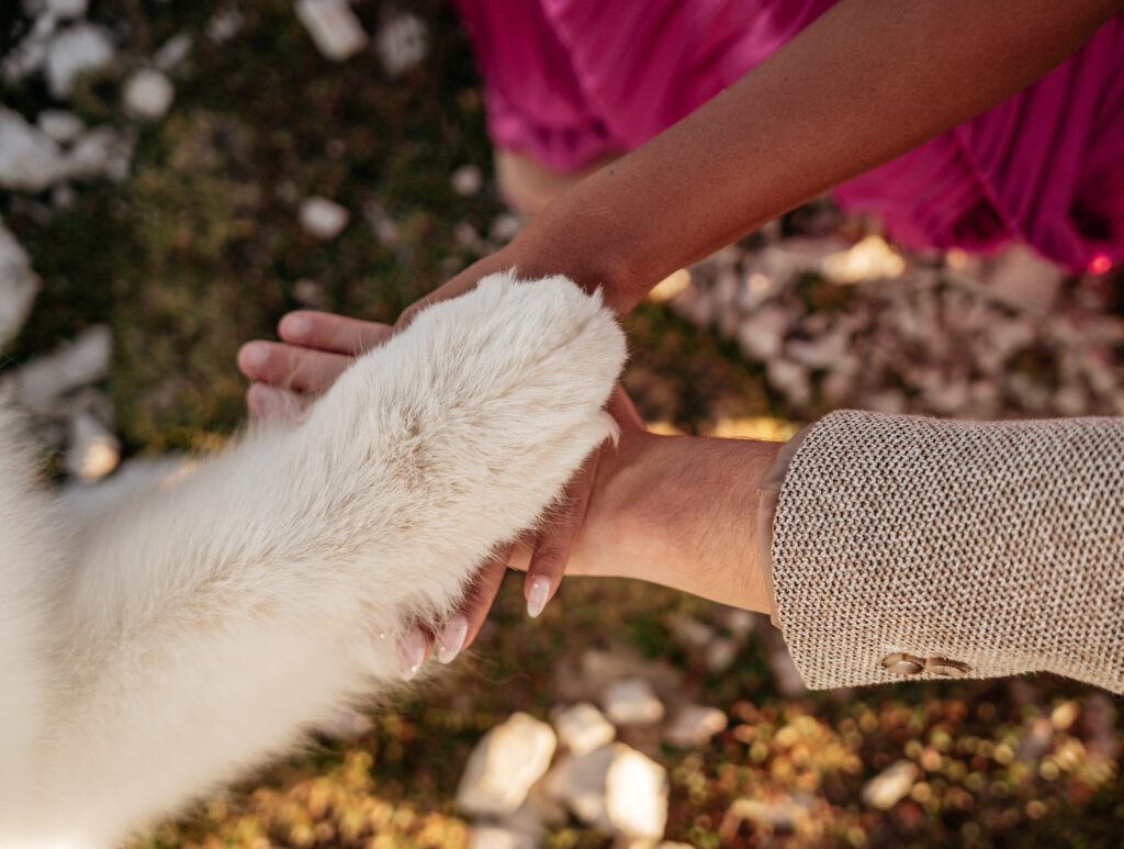 Dog paw and human hand touching