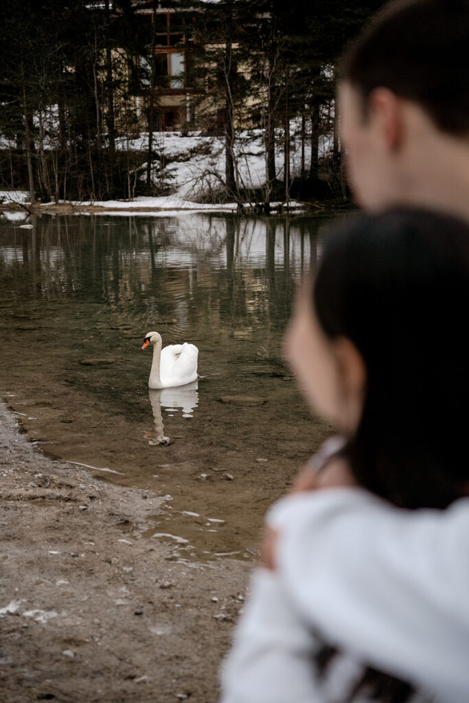 Couple watching a swan on a lake.