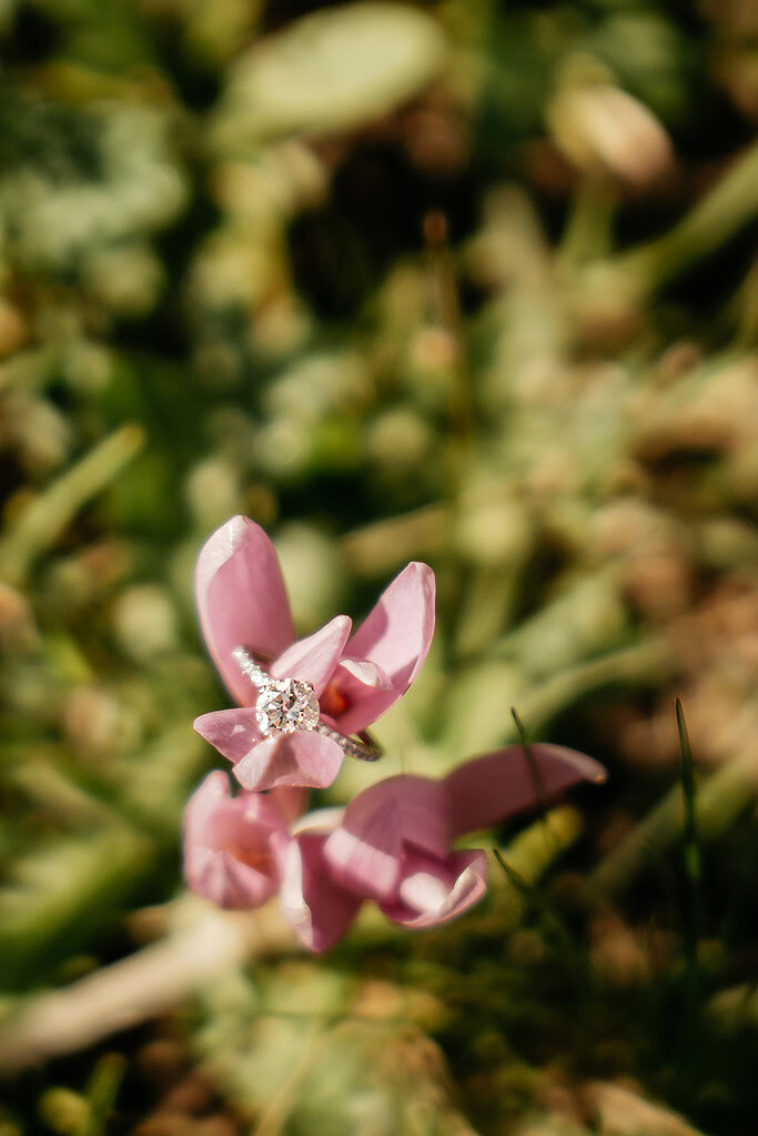 Diamond ring on blooming pink flower